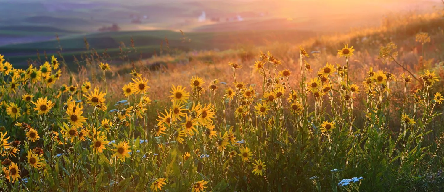 Fertility and Menstrual Disorder Support 1.webp